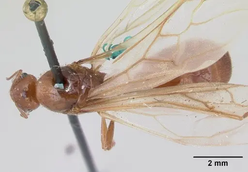 Diplomorium longipenne - CASENT0178564