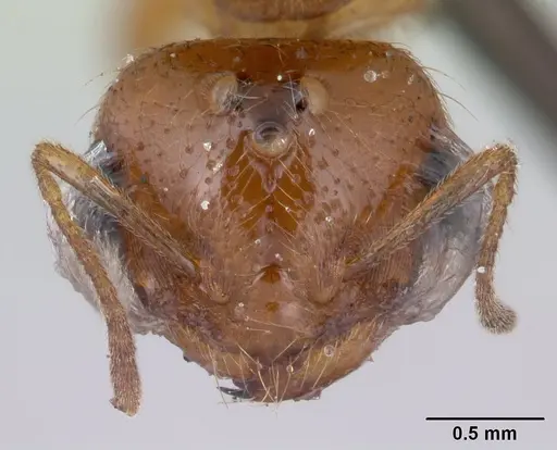 Diplomorium longipenne - CASENT0178564