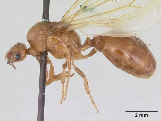 Diplomorium longipenne - CASENT0178564