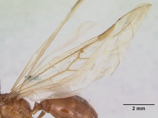 Diplomorium longipenne - CASENT0178564