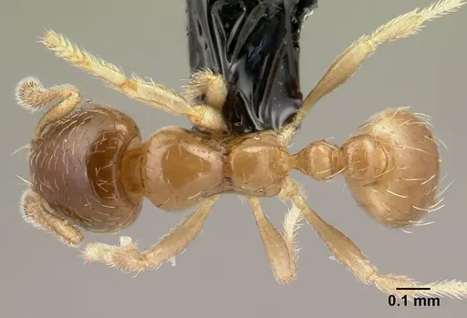 Diplomorium longipenne - CASENT0217046