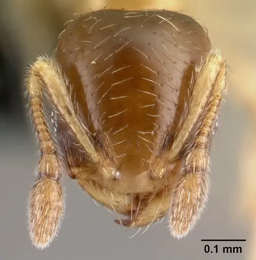 Diplomorium longipenne - CASENT0217046