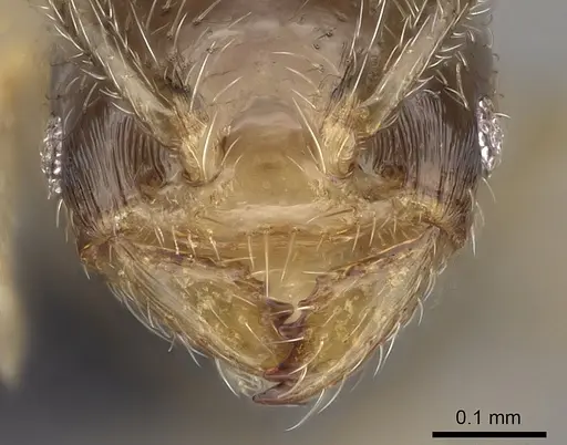 Diplomorium longipenne - CASENT0217046