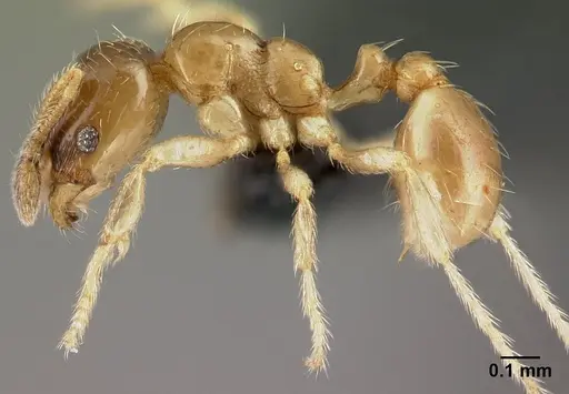 Diplomorium longipenne - CASENT0217046