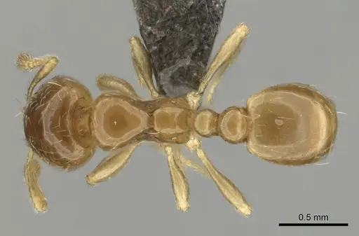 Diplomorium longipenne - CASENT0813025