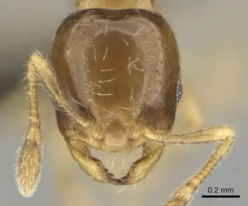 Diplomorium longipenne - CASENT0813025