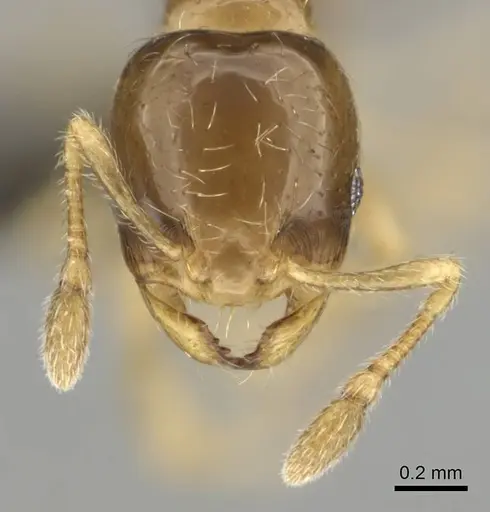 Diplomorium longipenne - CASENT0813025