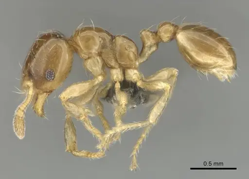 Diplomorium longipenne - CASENT0813025