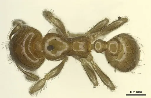 Diplomorium longipenne - CASENT0916035