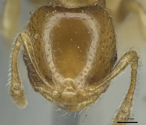 Diplomorium longipenne - CASENT0916035