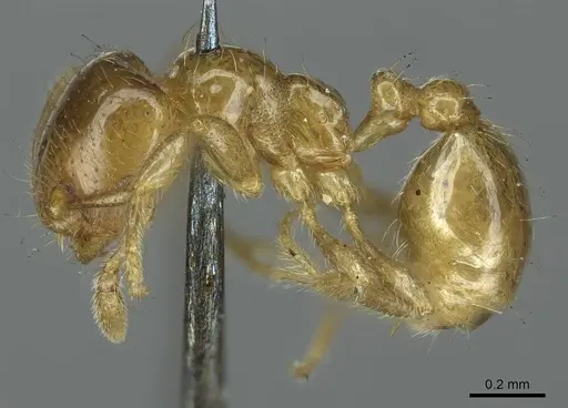 Diplomorium longipenne - CASENT0916035