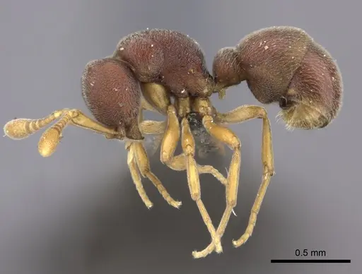 Discothyrea aisnetu specimen