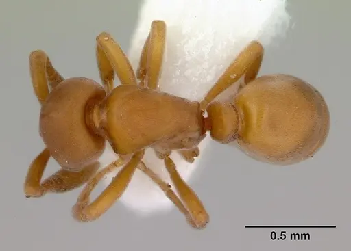 Discothyrea antarctica specimen