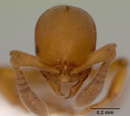 Discothyrea antarctica specimen