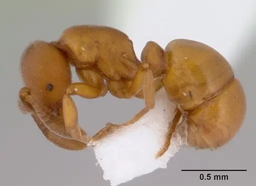 Discothyrea antarctica specimen