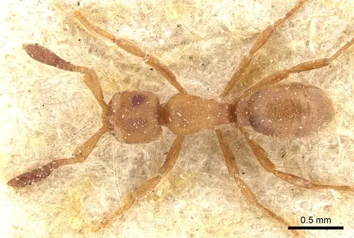 Discothyrea antarctica - CASENT0903857