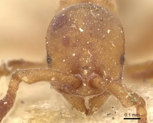 Discothyrea antarctica - CASENT0903857