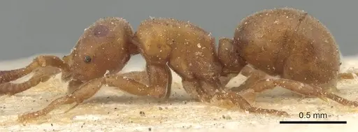 Discothyrea antarctica - CASENT0903857