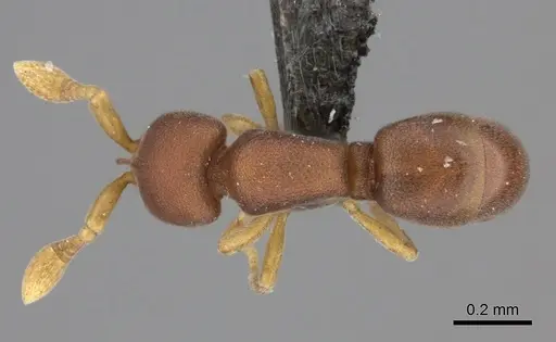 Discothyrea athene specimen