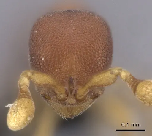 Discothyrea athene specimen