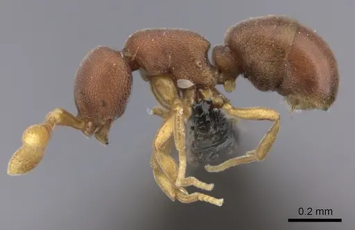 Discothyrea athene specimen