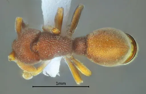 Discothyrea banna specimen