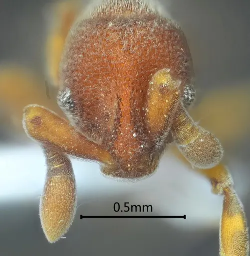 Discothyrea banna specimen