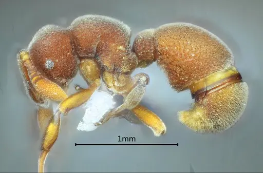 Discothyrea banna specimen