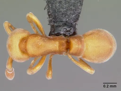 Discothyrea berlita specimen