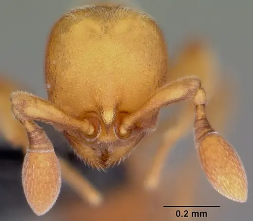 Discothyrea berlita specimen