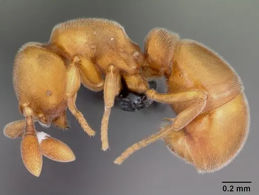 Discothyrea berlita - CASENT0007016