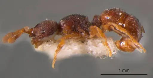 Discothyrea bidens specimen