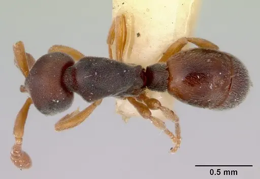 Discothyrea bidens - CASENT0172123