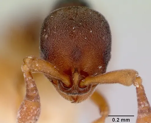 Discothyrea bidens - CASENT0172123