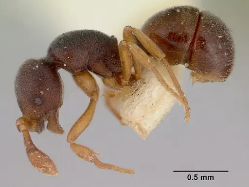 Discothyrea bidens - CASENT0172123