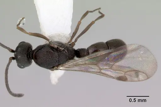 Discothyrea bidens - CASENT0172124