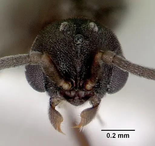 Discothyrea bidens - CASENT0172124