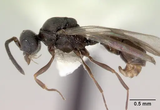 Discothyrea bidens - CASENT0172124