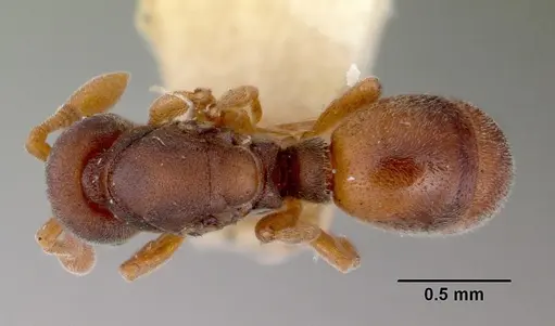 Discothyrea bidens - CASENT0172125