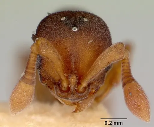 Discothyrea bidens - CASENT0172125