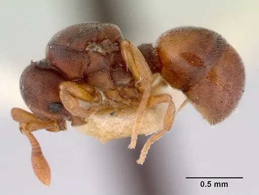 Discothyrea bidens - CASENT0172125