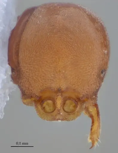 Discothyrea bobi specimen