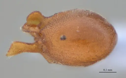 Discothyrea bobi specimen