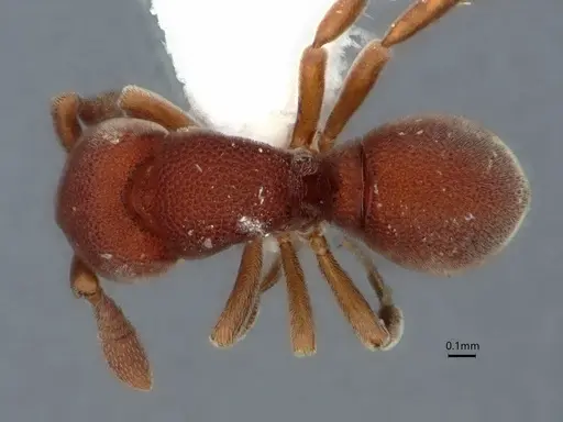 Discothyrea bryanti specimen