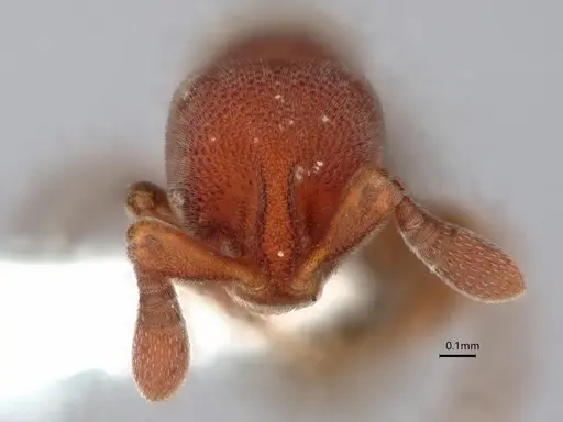 Discothyrea bryanti specimen