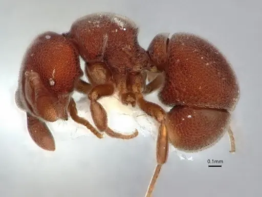 Discothyrea bryanti specimen