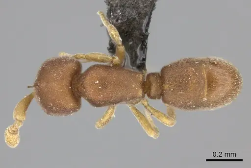 Discothyrea chimera specimen