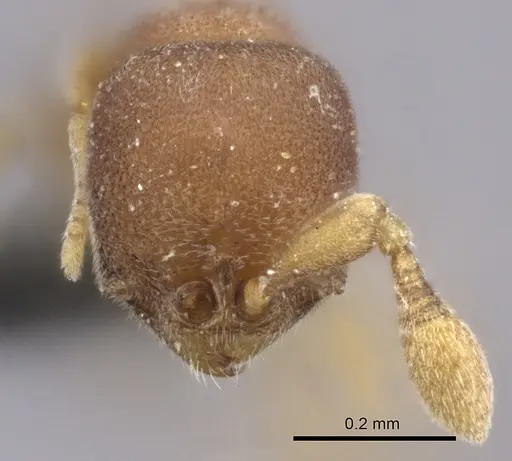 Discothyrea chimera specimen