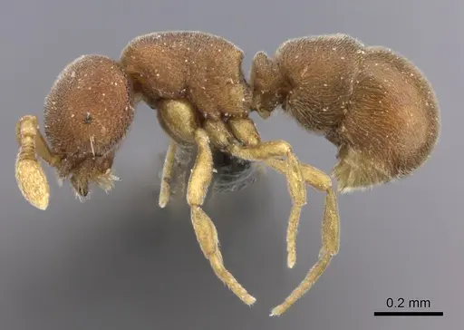 Discothyrea chimera specimen