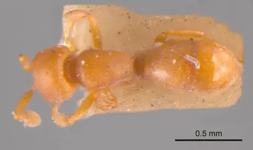 Discothyrea crassicornis specimen